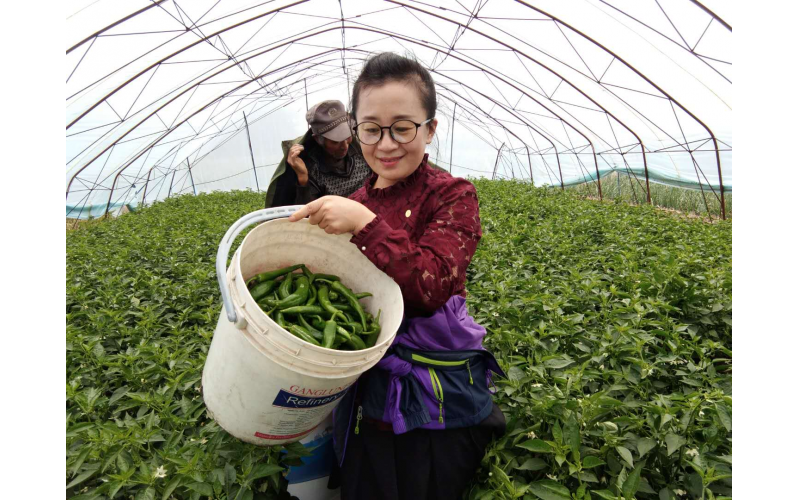 中國(guó)太保冷麗霞：村民們的好親戚，最接地氣的駐村干部